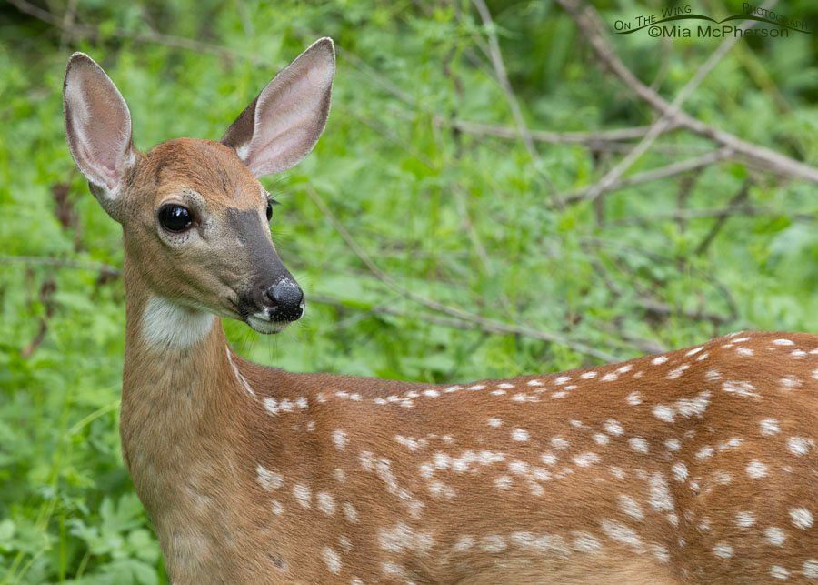 Fawn in the forest